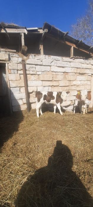 Продам телку 1,5 мес, подсосную