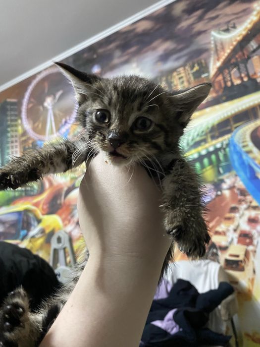 Отдам даром двух котенков очень ласковые и игрывые