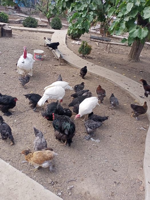 Продам брамовых цеплят.