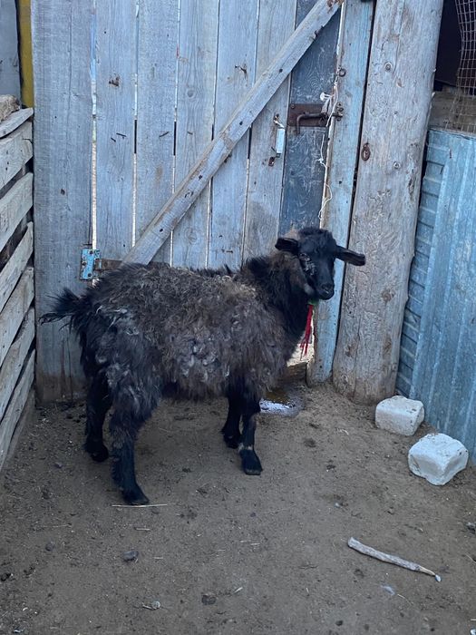 Ешкілер лағымен сатылады