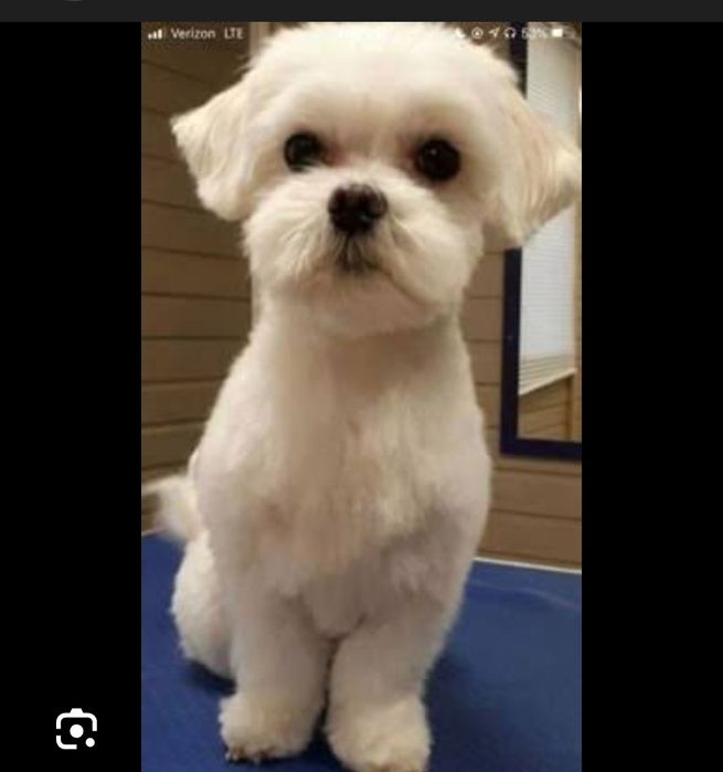 Frizerie canină ayșa