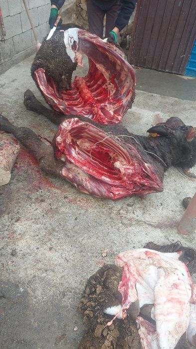 Арық көтерім мал алам колбасаға,тірі болса болды. 24/7