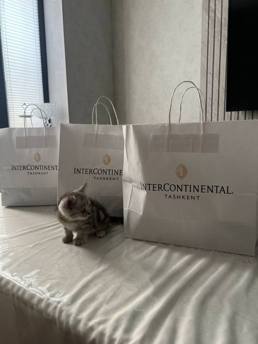 Котенок продается