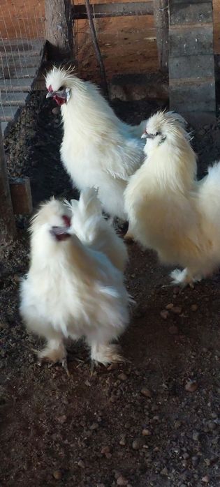 Vand cocosi matase japoneza