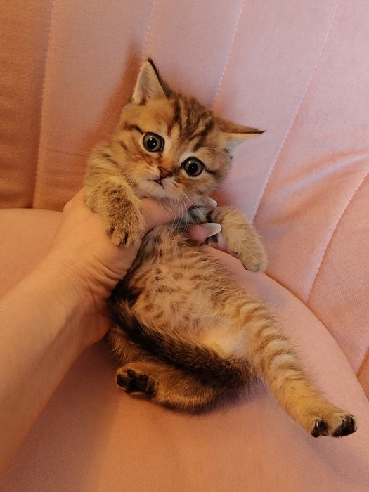 Табби золотой котики