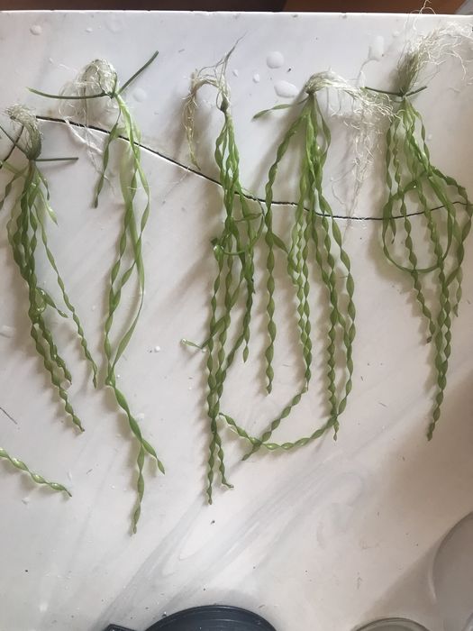 Растения для аквариума