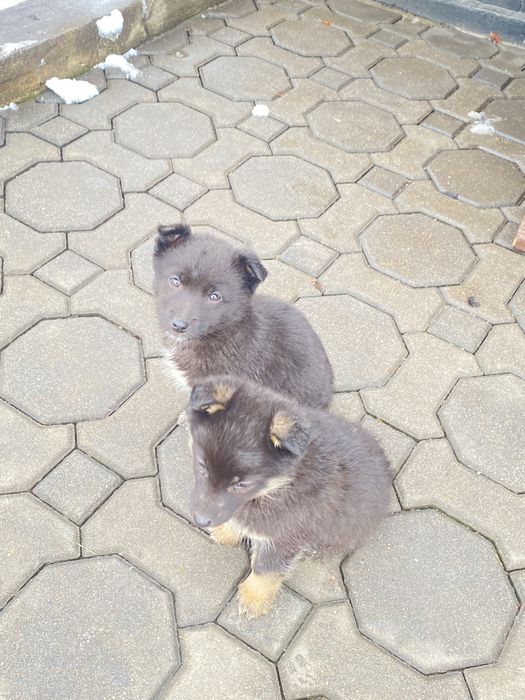 Лайка бесплатно!