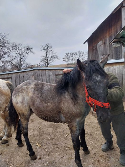 Manz de 1 an ,bland!