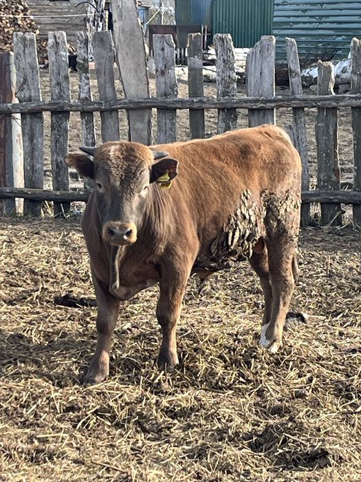 Откормнан 2 Букак сатылады