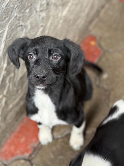 Щенки спаниеля.