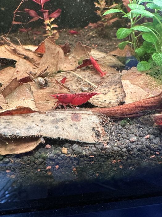 Creveti Neocaridina Sakura Red