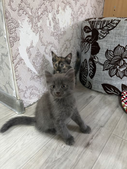 отдам котят в добрые руки