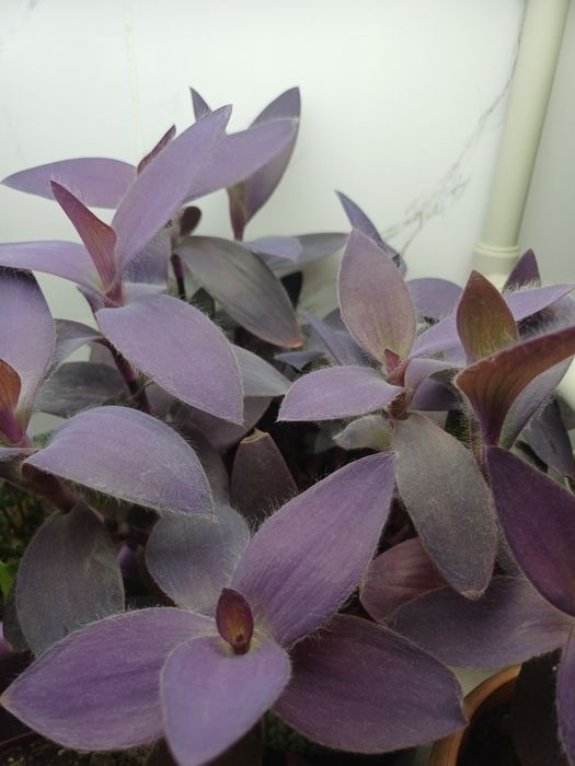 Цветы домашние  разные