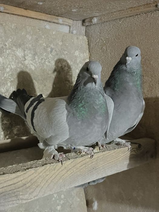 Голуби „Турецкая Такла"