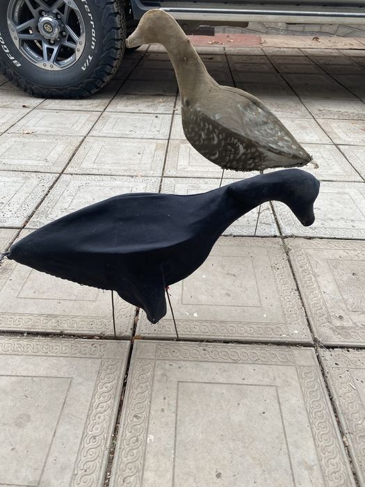 Профиля гусей