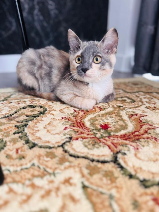 Котенок в хорошие руки