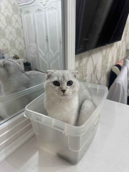 Продаётся домашняя кошка