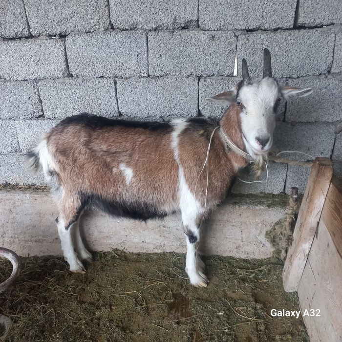 Альпи ұрғашы ешкі