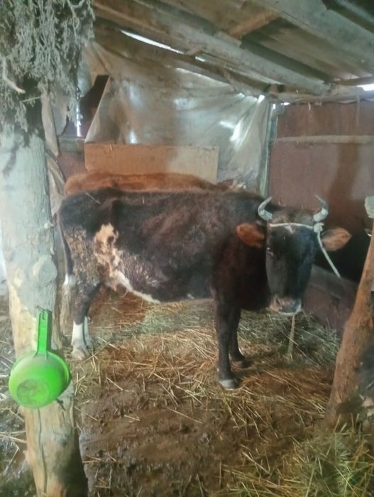 Буаз сиырлар сатылады екі бұха сатылады