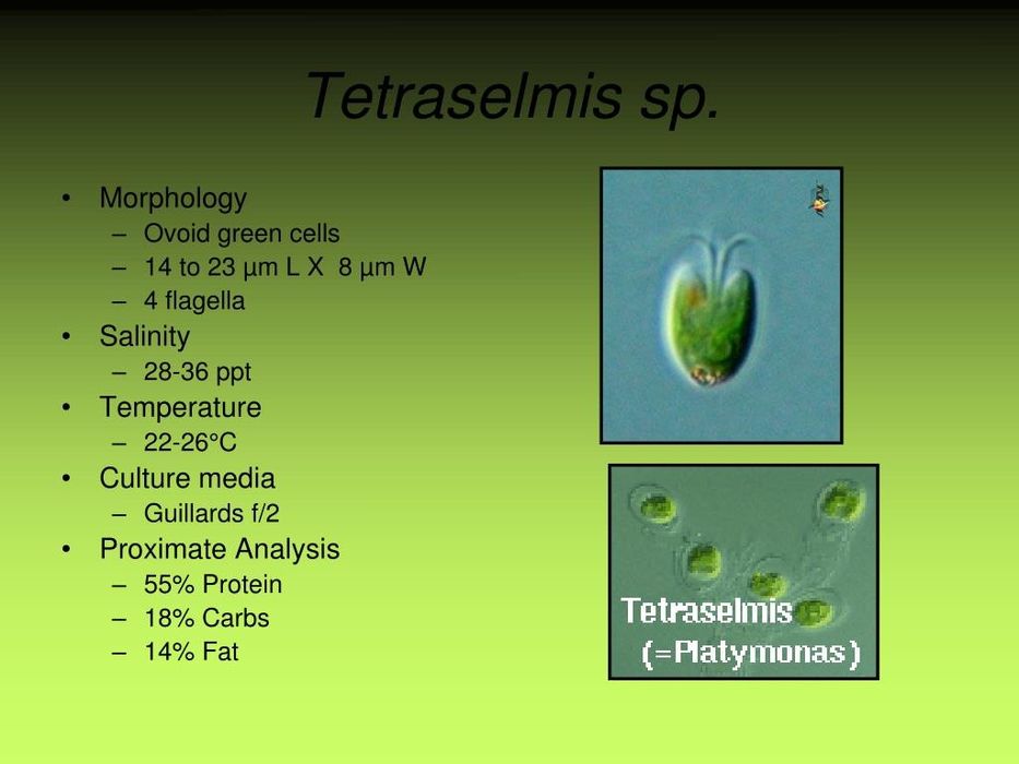 Tetraselmis (trik)