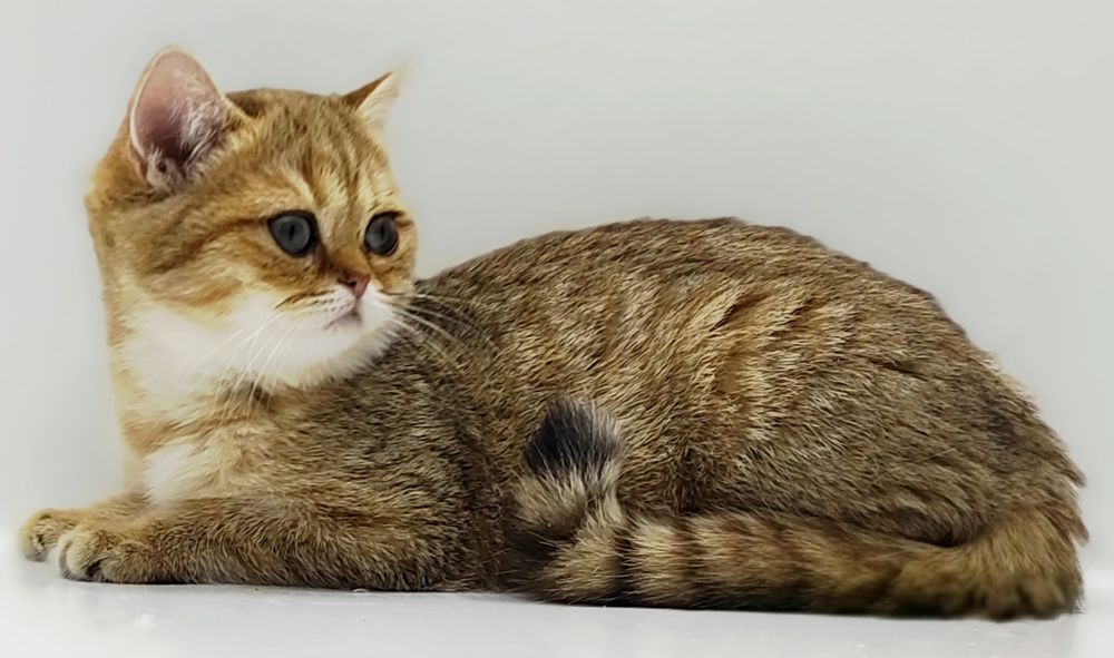 Кошечки и котик британские  .  .