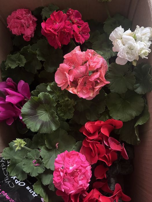 Комнатные растения