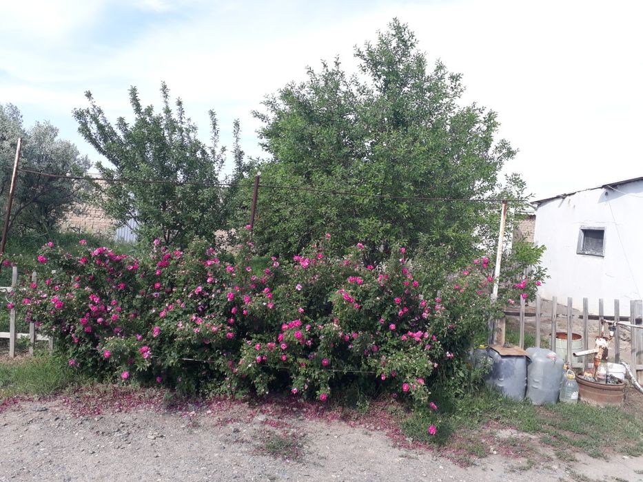 Үй сатылады, Жанакорган ауданы