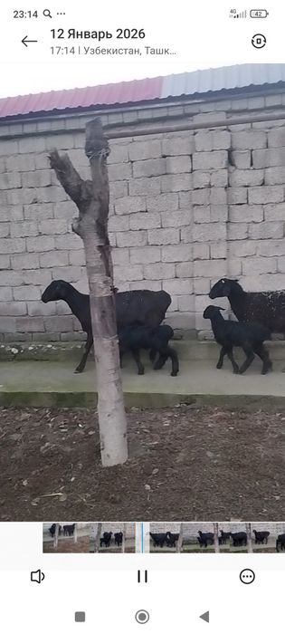 Куй qo'y сотилади она бола