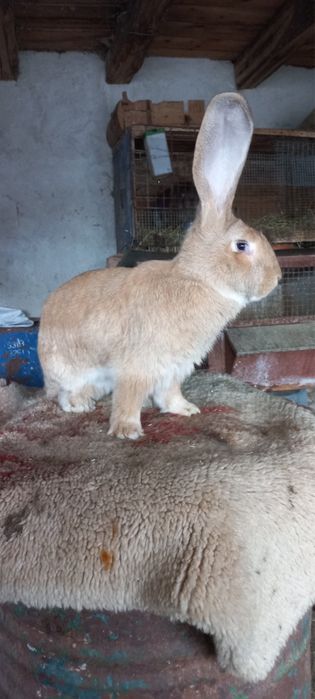 Зайци кочовати, новозеландски, великани жълти, белгийски черни