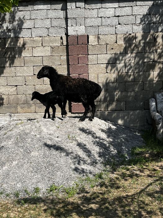 Козылы кой, кой семиз