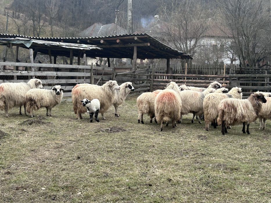 Vand oi turcane de munte