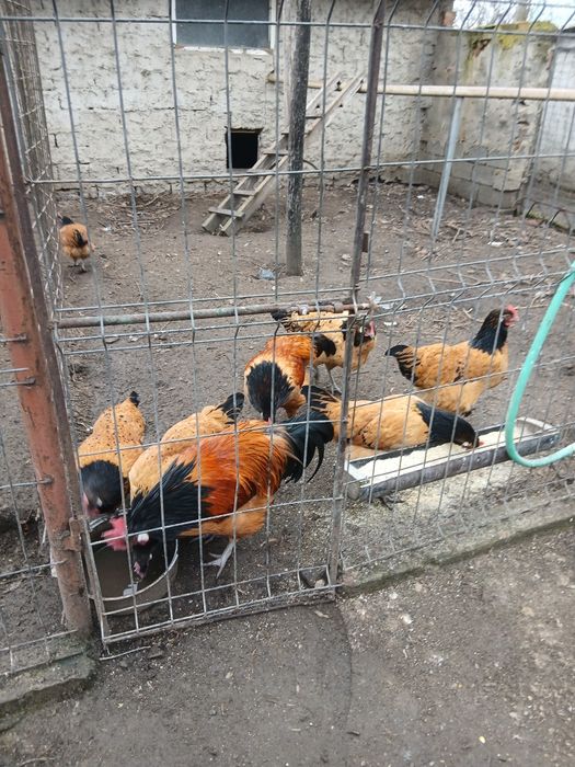 Oua incubat Lakenvelder și vorwerk.