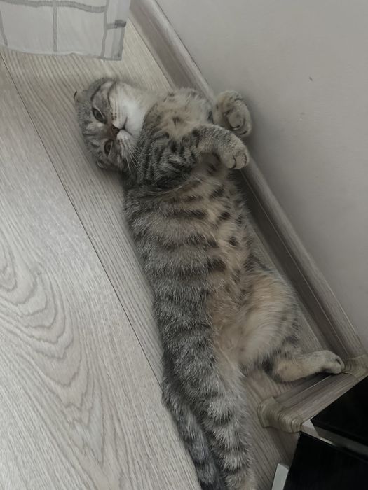 Кошечка шотландская вислоухая