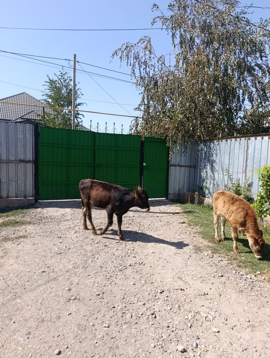 Продаются бычки и тёлочки