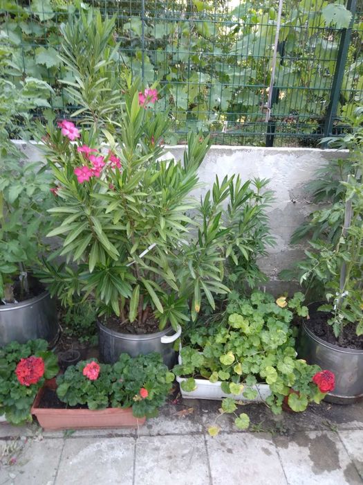 Цвете зокум в пет цвята