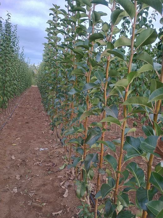 Pomi fructiferi de calitate