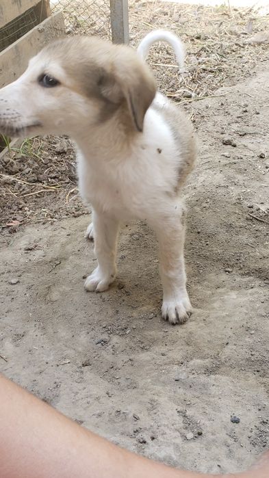 Tõğri Kelso beramon .