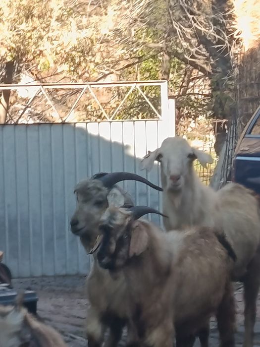 Продам коз козлята