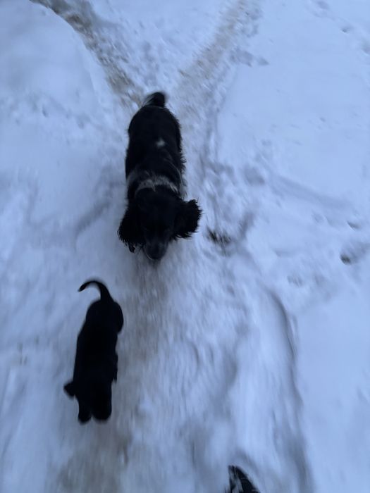 Щенок русский спаниель девочка