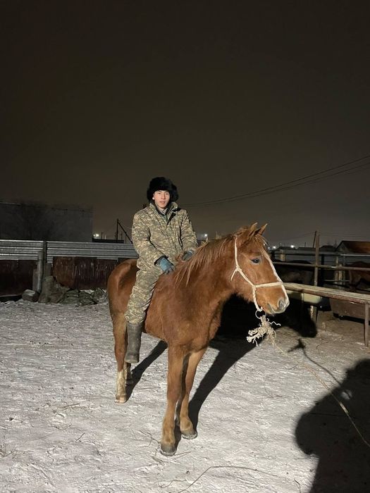 Продам Кунана 2,8 лет