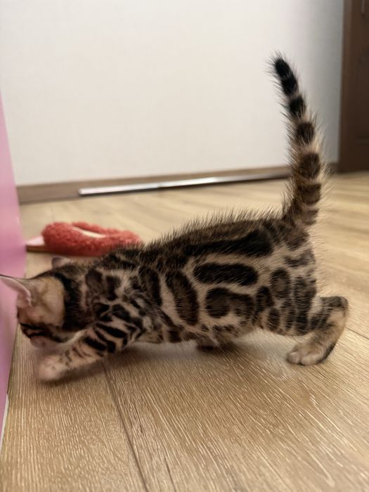 Bengal mushukcha mushuk bolasi бенгалский котёнок