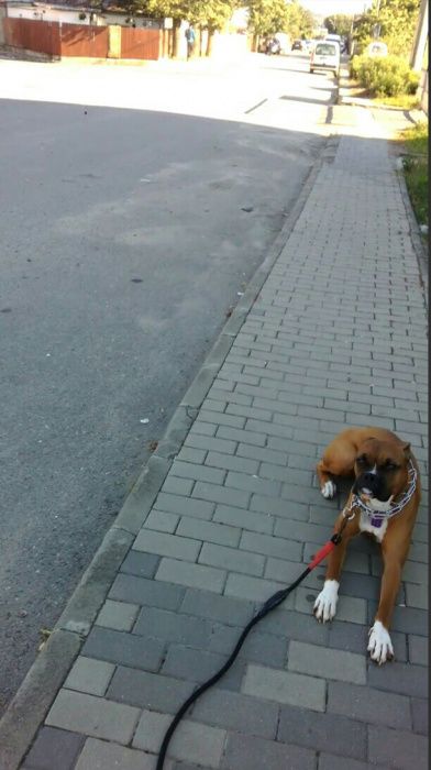 Dresaj Canin, La Domiciliul Clientului