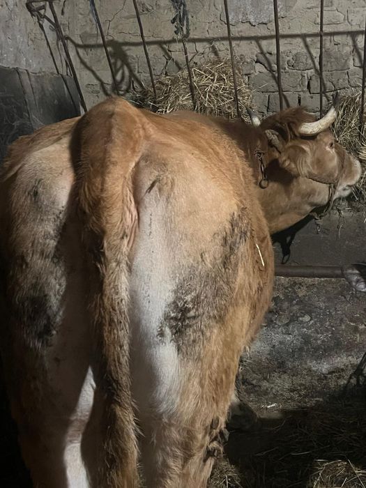 Vând juninca la prima gestație si vițea belgiană de 200 kg!