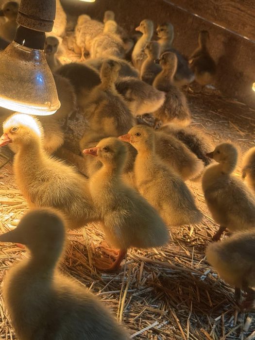 Продавам малки гъсета