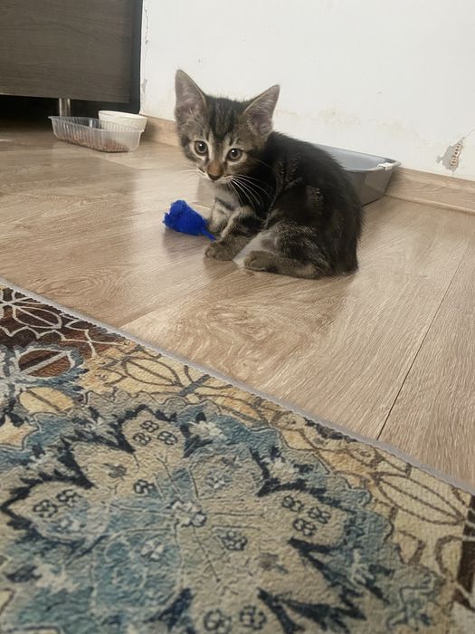 Ищу добрый дом для котёнка ^_^