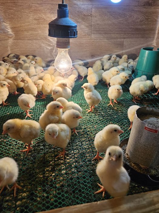 Цыплята бройлеры