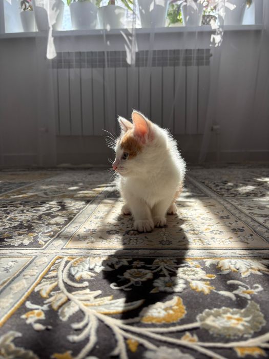 Отдам в хорошие руки