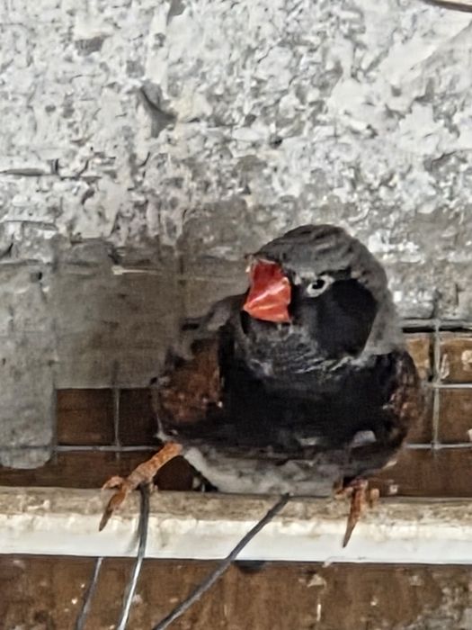 Păsări exotice..
