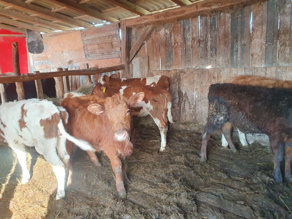 Vand 5 vitele si 2 taurasi