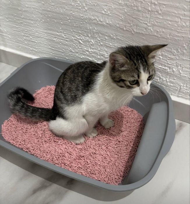 Котенок мальчик 4 мес ласковый ищет дом